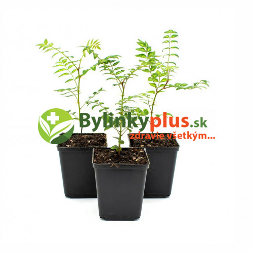 Sečuánske korenie (Zanthoxylum piperitum L.) / živá rastlinka v kvetináči