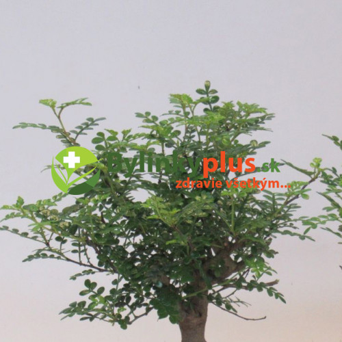 Sečuánske korenie (Zanthoxylum piperitum L.) / živá rastlinka v kvetináči