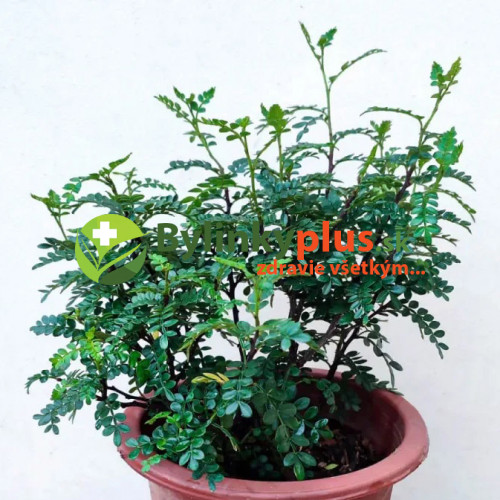 Sečuánske korenie (Zanthoxylum piperitum L.) / živá rastlinka v kvetináči