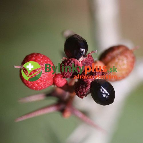 Sečuánske korenie (Zanthoxylum piperitum L.) / živá rastlinka v kvetináči