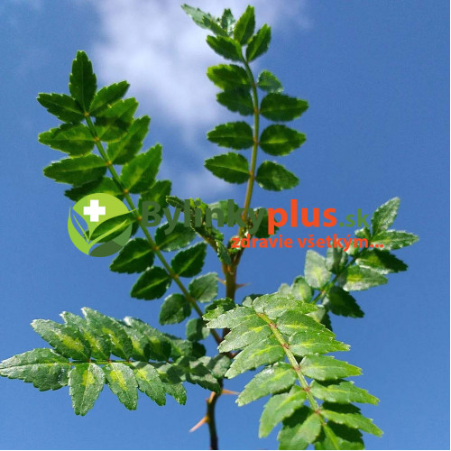 Sečuánske korenie (Zanthoxylum piperitum L.) / živá rastlinka v kvetináči