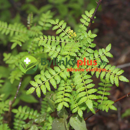 Sečuánske korenie (Zanthoxylum piperitum L.) / živá rastlinka v kvetináči