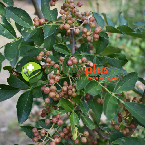 Sečuánske korenie (Zanthoxylum piperitum L.) / živá rastlinka v kvetináči
