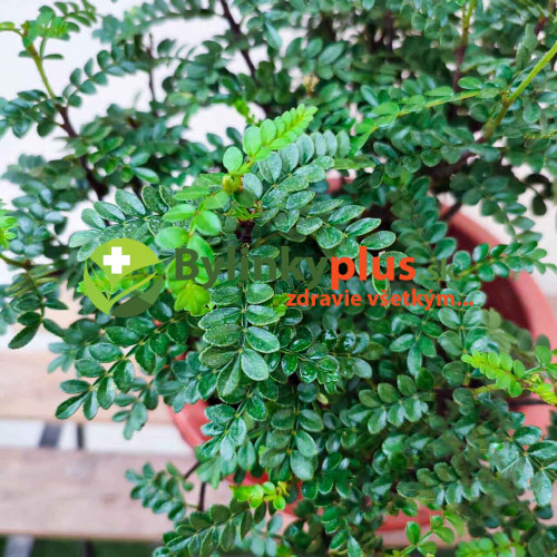 Sečuánske korenie (Zanthoxylum piperitum L.) / živá rastlinka v kvetináči