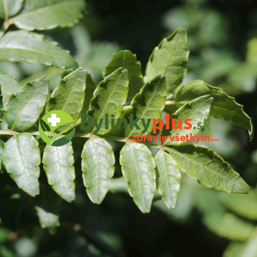 Sečuánske korenie (Zanthoxylum piperitum L.) / živá rastlinka v kvetináči