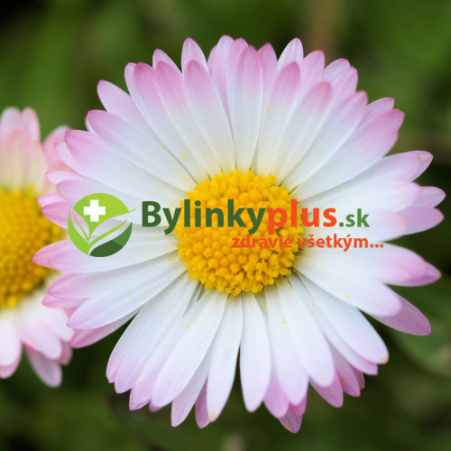 Sedmokráska obyčajná-(Bellis perennis L.)