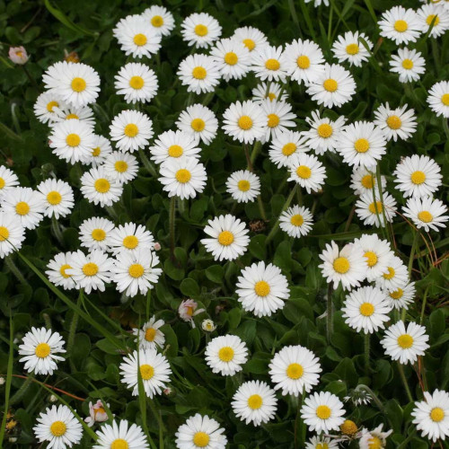 Sedmokráska obyčajná-(Bellis perennis L.) / živá bylinka, rastlinka v kvetináči