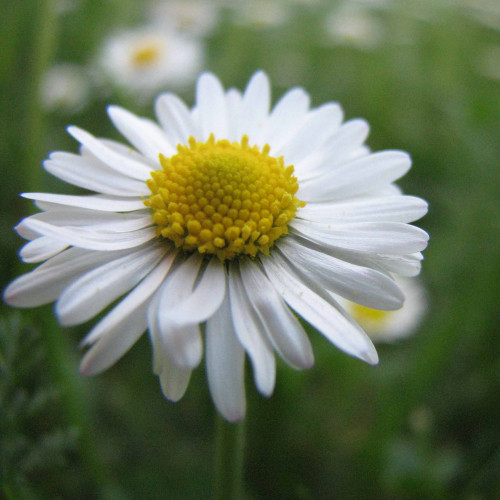 Sedmokráska obyčajná-(Bellis perennis L.) / živá bylinka, rastlinka v kvetináči