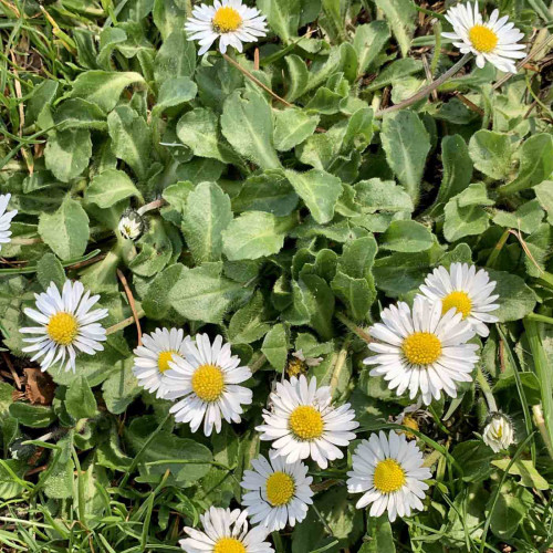 Sedmokráska obyčajná-(Bellis perennis L.)