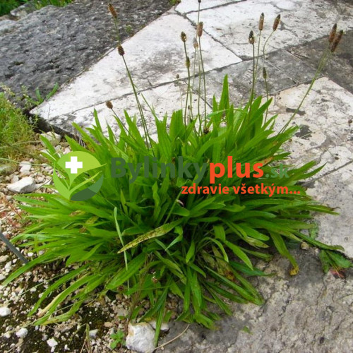 Skorocel kopijovitý-(Plantago lanceolata L.)