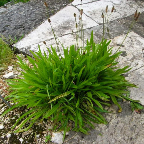 Skorocel kopijovitý-(Plantago lanceolata L.)