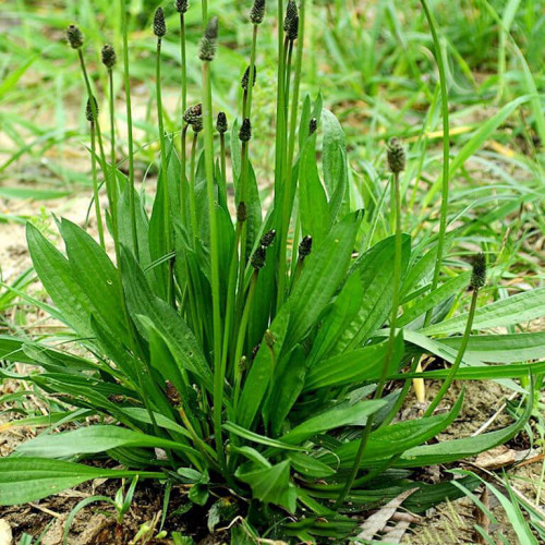 Skorocel kopijovitý-(Plantago lanceolata L.)