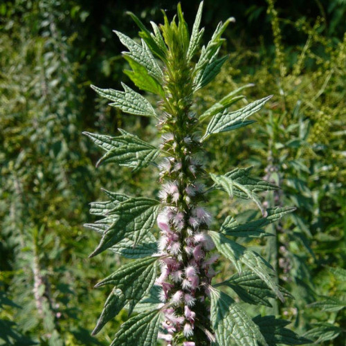 Srdcovník obyčajný–(Leonurus cardiaca L.) / živá bylinka, rastlinka v kvetináči