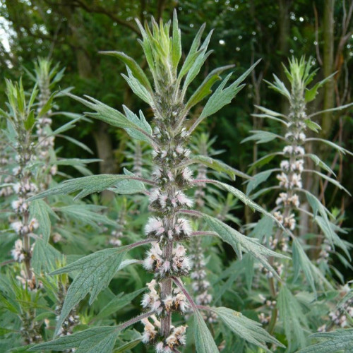 Srdcovník obyčajný–(Leonurus cardiaca L.) / živá bylinka, rastlinka v kvetináči