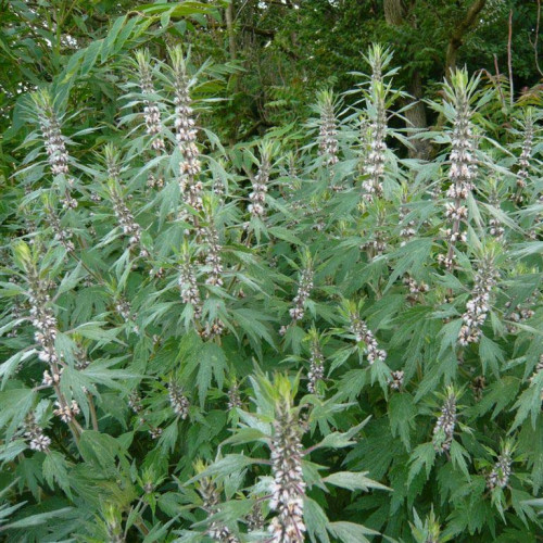 Srdcovník obyčajný–(Leonurus cardiaca L.) / živá bylinka, rastlinka v kvetináči