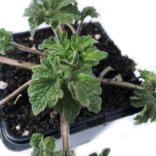 Srdcovník obyčajný–(Leonurus cardiaca L.) / živá bylinka, rastlinka v kvetináči