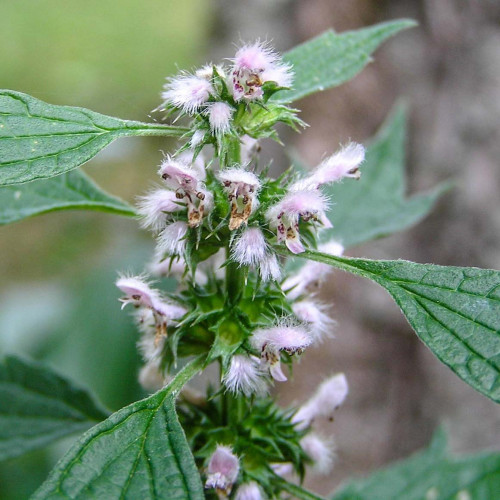 Srdcovník obyčajný–(Leonurus cardiaca L.) / živá bylinka, rastlinka v kvetináči