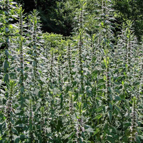 Srdcovník obyčajný–(Leonurus cardiaca L.) / živá bylinka, rastlinka v kvetináči