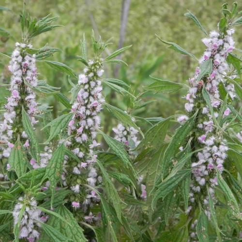 Srdcovník obyčajný–(Leonurus cardiaca L.) / živá bylinka, rastlinka v kvetináči