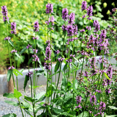 Betonika lekárska - (Stachys officinalis, syn. Betonica officinalis L.) / živá bylinka, rastlinka v kvetináči