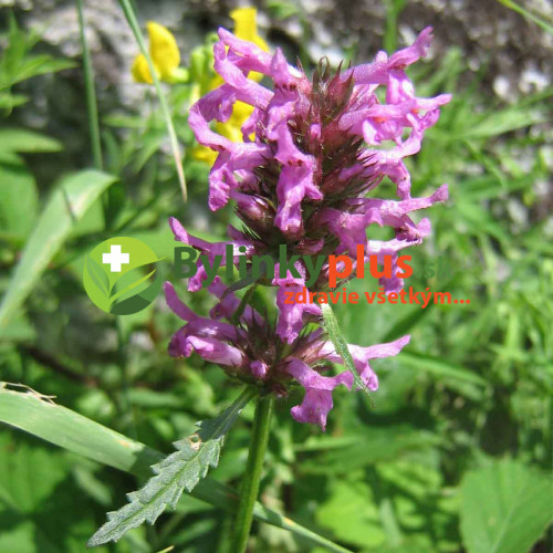 Betonika lekárska - (Stachys officinalis, syn. Betonica officinalis L.) / živá rastlinka v kvetináči