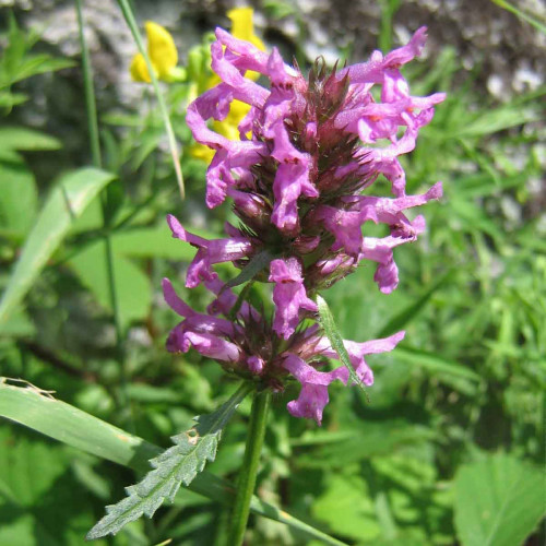 Betonika lekárska - (Stachys officinalis, syn. Betonica officinalis L.) / živá rastlinka v kvetináči