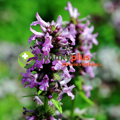 Betonika lekárska - (Stachys officinalis, syn. Betonica officinalis L.) / živá rastlinka v kvetináči