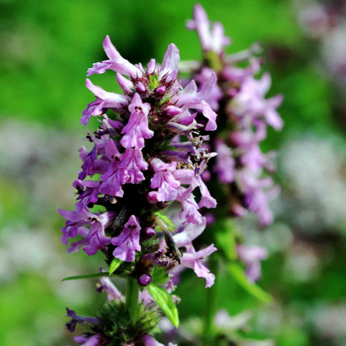 Betonika lekárska - (Stachys officinalis, syn. Betonica officinalis L.) / živá rastlinka v kvetináči