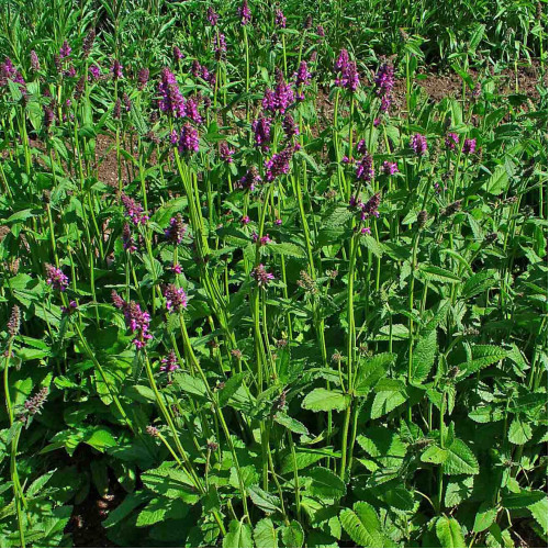 Betonika lekárska - (Stachys officinalis, syn. Betonica officinalis L.) / živá bylinka, rastlinka v kvetináči