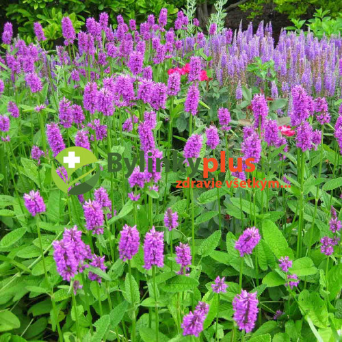 Betonika lekárska - (Stachys officinalis, syn. Betonica officinalis L.) / živá rastlinka v kvetináči