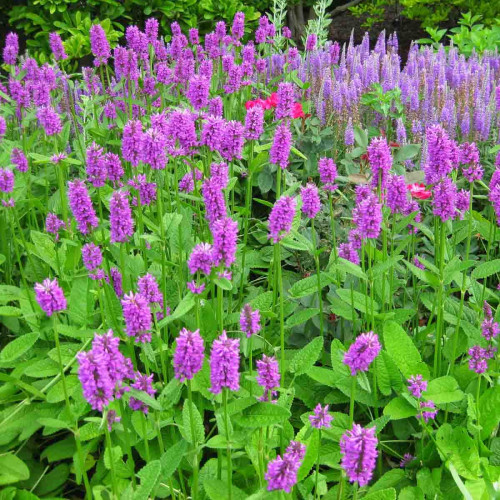Betonika lekárska - (Stachys officinalis, syn. Betonica officinalis L.) / živá rastlinka v kvetináči