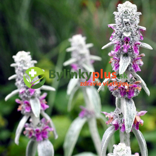 Čistec vlnatý – (Stachys byzantina L.)