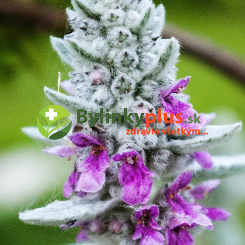 Čistec vlnatý – (Stachys byzantina L.)