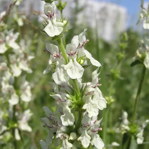 Čistec rovný (Stachys recta L.) – magická bylinka proti urieknutiu / živá bylinka, rastlinka v kvetináči Čistec rovný (Stachys recta L.) – magická bylinka proti urieknutiu / živá bylinka, rastlinka v kvetináči