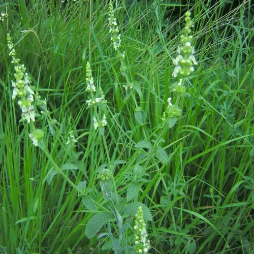 Čistec rovný (Stachys recta L.) – magická bylinka proti urieknutiu / živá bylinka, rastlinka v kvetináči