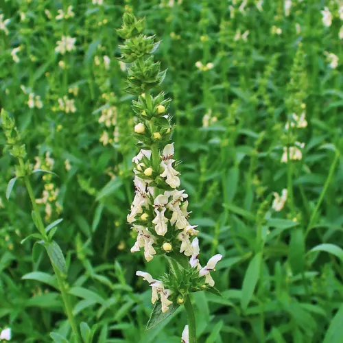 Čistec rovný (Stachys recta L.) – magická bylinka proti urieknutiu / živá bylinka, rastlinka v kvetináči