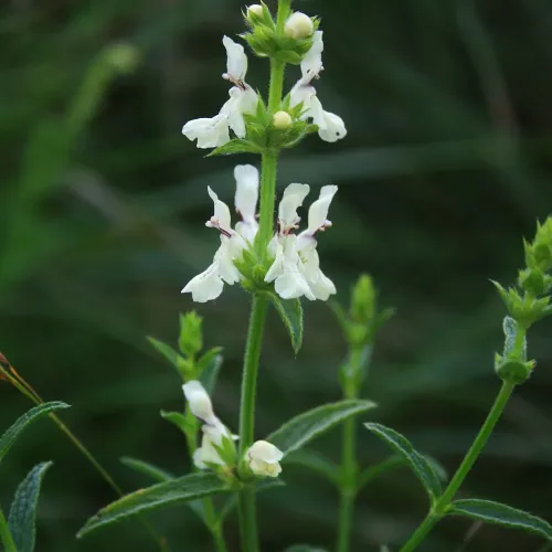 Čistec rovný (Stachys recta L.) – magická bylinka proti urieknutiu / živá bylinka, rastlinka v kvetináči Čistec rovný (Stachys recta L.) – magická bylinka proti urieknutiu / živá bylinka, rastlinka v kvetináči
