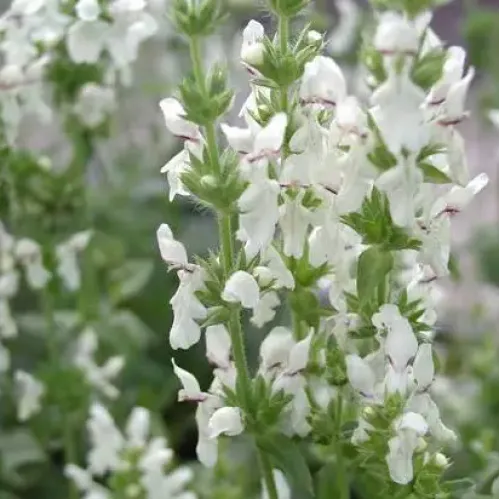 Čistec rovný (Stachys recta L.) – magická bylinka proti urieknutiu / živá bylinka, rastlinka v kvetináči Čistec rovný (Stachys recta L.) – magická bylinka proti urieknutiu / živá bylinka, rastlinka v kvetináči