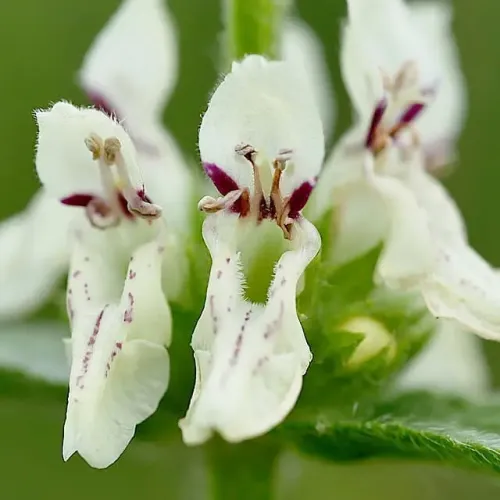 Čistec rovný (Stachys recta L.) – magická bylinka proti urieknutiu / živá bylinka, rastlinka v kvetináči Čistec rovný (Stachys recta L.) – magická bylinka proti urieknutiu / živá bylinka, rastlinka v kvetináči