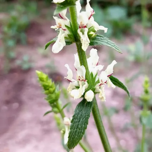 Čistec rovný (Stachys recta L.) – magická bylinka proti urieknutiu / živá bylinka, rastlinka v kvetináči Čistec rovný (Stachys recta L.) – magická bylinka proti urieknutiu / živá bylinka, rastlinka v kvetináči