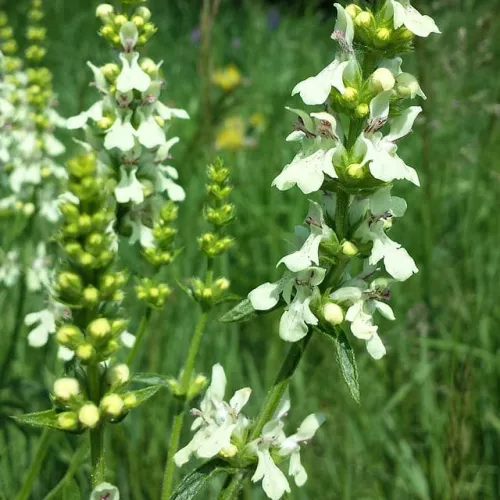Čistec rovný (Stachys recta L.) – magická bylinka proti urieknutiu / živá bylinka, rastlinka v kvetináči