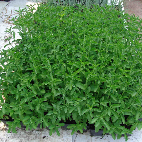 Stévia sladká-(Stevia rebaudiana Bertoni L.) / živá bylinka, rastlinka v kvetináči