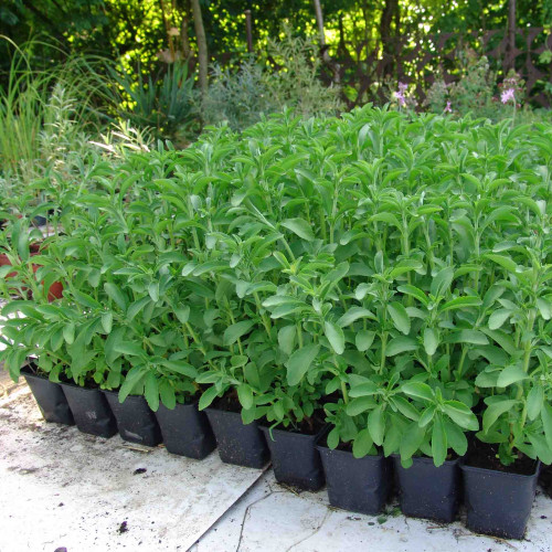 Stévia sladká-(Stevia rebaudiana Bertoni L.) / živá bylinka, rastlinka v kvetináči