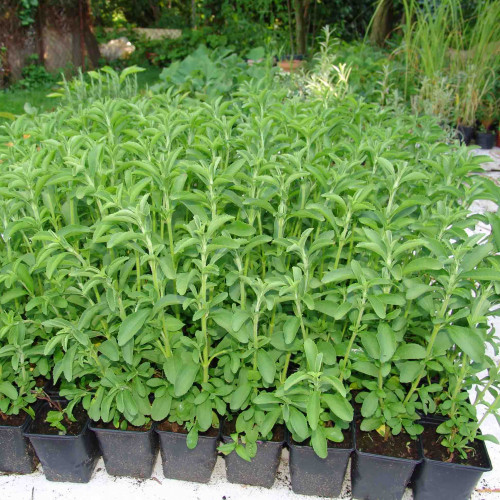 Stévia sladká-(Stevia rebaudiana Bertoni L.) / živá bylinka, rastlinka v kvetináči