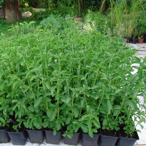 Stévia sladká-(Stevia rebaudiana Bertoni L.) / živá bylinka, rastlinka v kvetináči