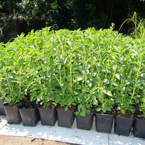 Stévia sladká-(Stevia rebaudiana Bertoni L.) / živá bylinka, rastlinka v kvetináči