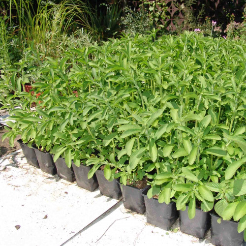 Stévia sladká-(Stevia rebaudiana Bertoni L.) / živá bylinka, rastlinka v kvetináči