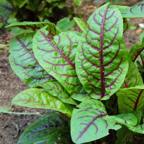 Štiav krvavý – Rumex sanguineus L. / živá bylinka, rastlinka v kvetináči
