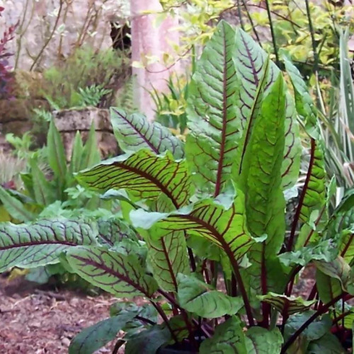 Štiav krvavý – Rumex sanguineus L. / živá bylinka, rastlinka v kvetináči