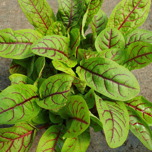 Štiav krvavý – Rumex sanguineus L. / živá bylinka, rastlinka v kvetináči